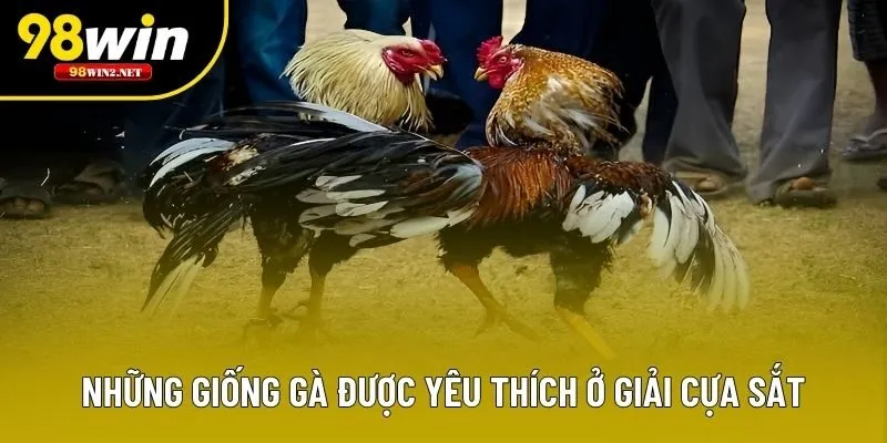 Những giống gà được yêu thích ở giải cựa sắt