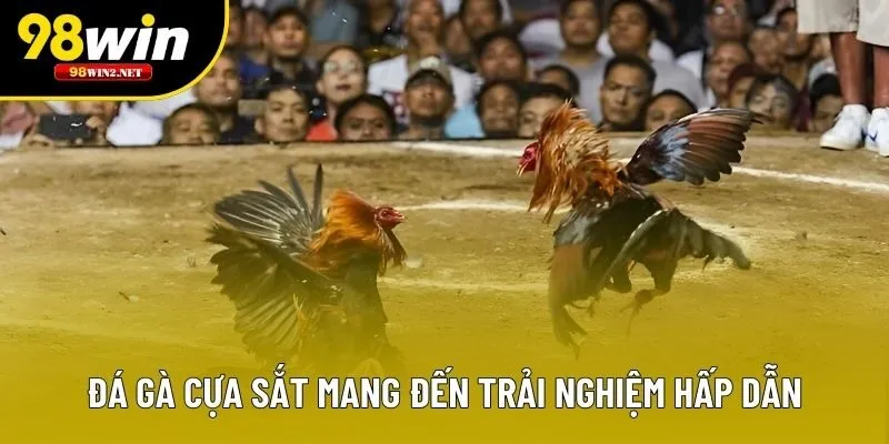 Đá gà cựa sắt mang đến trải nghiệm hấp dẫn